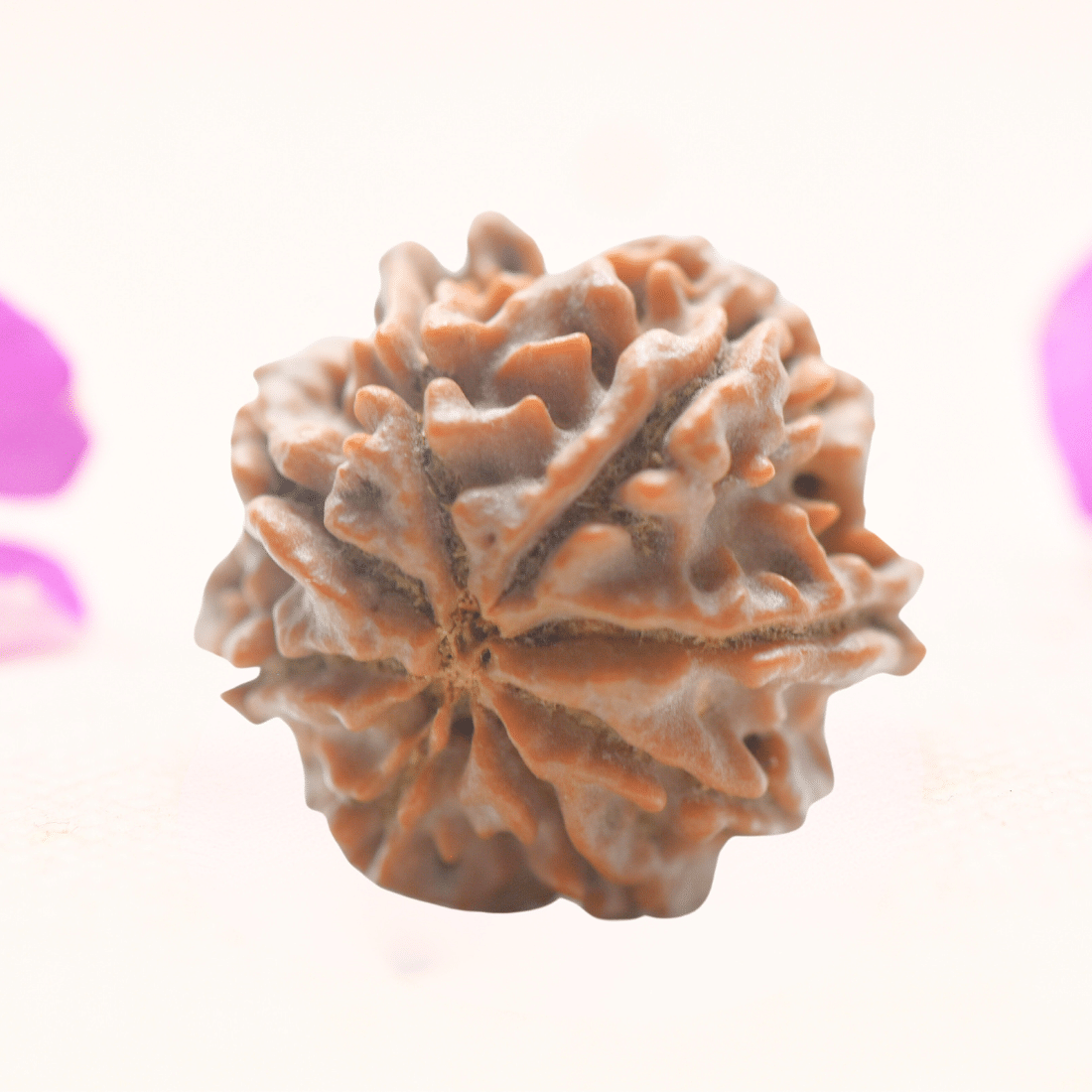 8 Mukhi Nepali Rudraksha - Regular