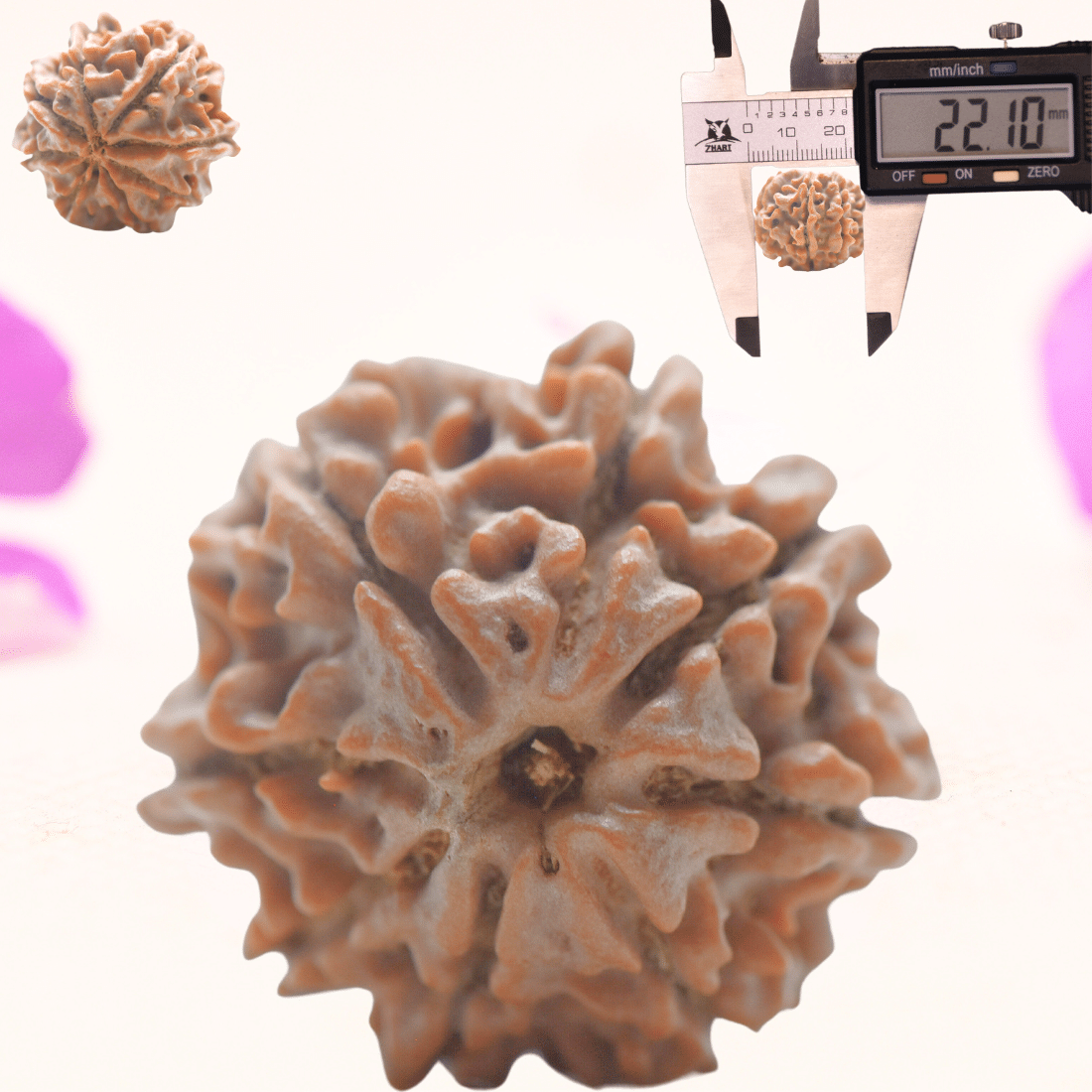8 Mukhi Nepali Rudraksha - Regular