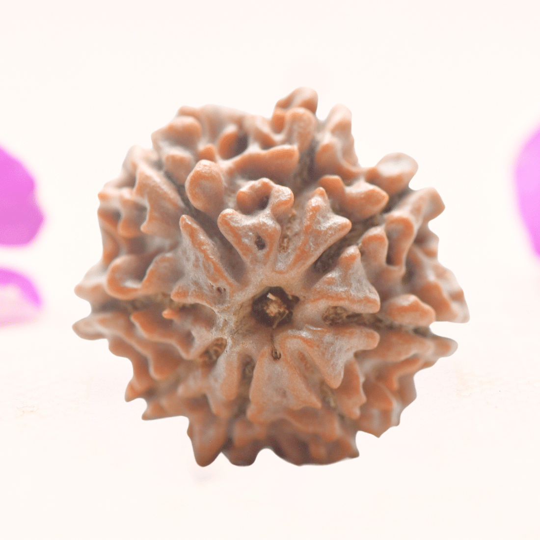 8 Mukhi Nepali Rudraksha - Regular