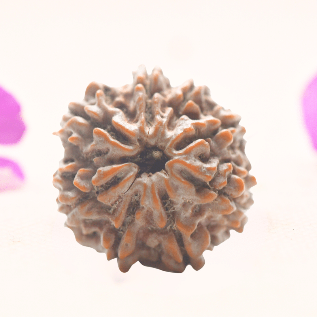 8 Mukhi Nepali Rudraksha - Regular