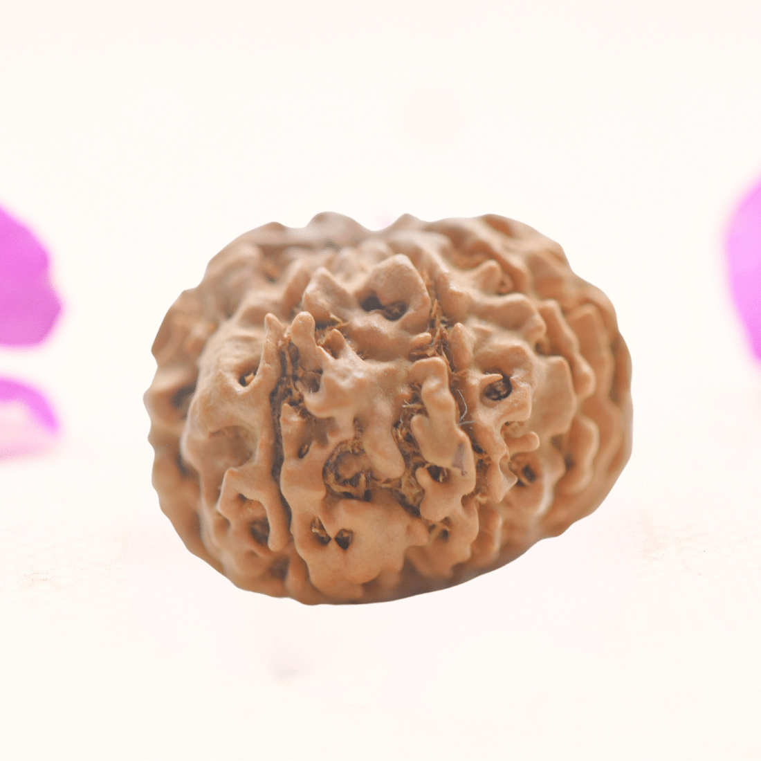 8 Mukhi Nepali Rudraksha - Regular