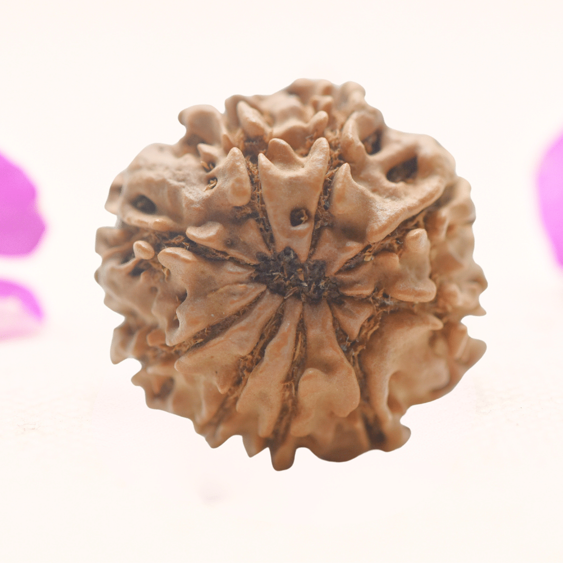 8 Mukhi Nepali Rudraksha - Regular