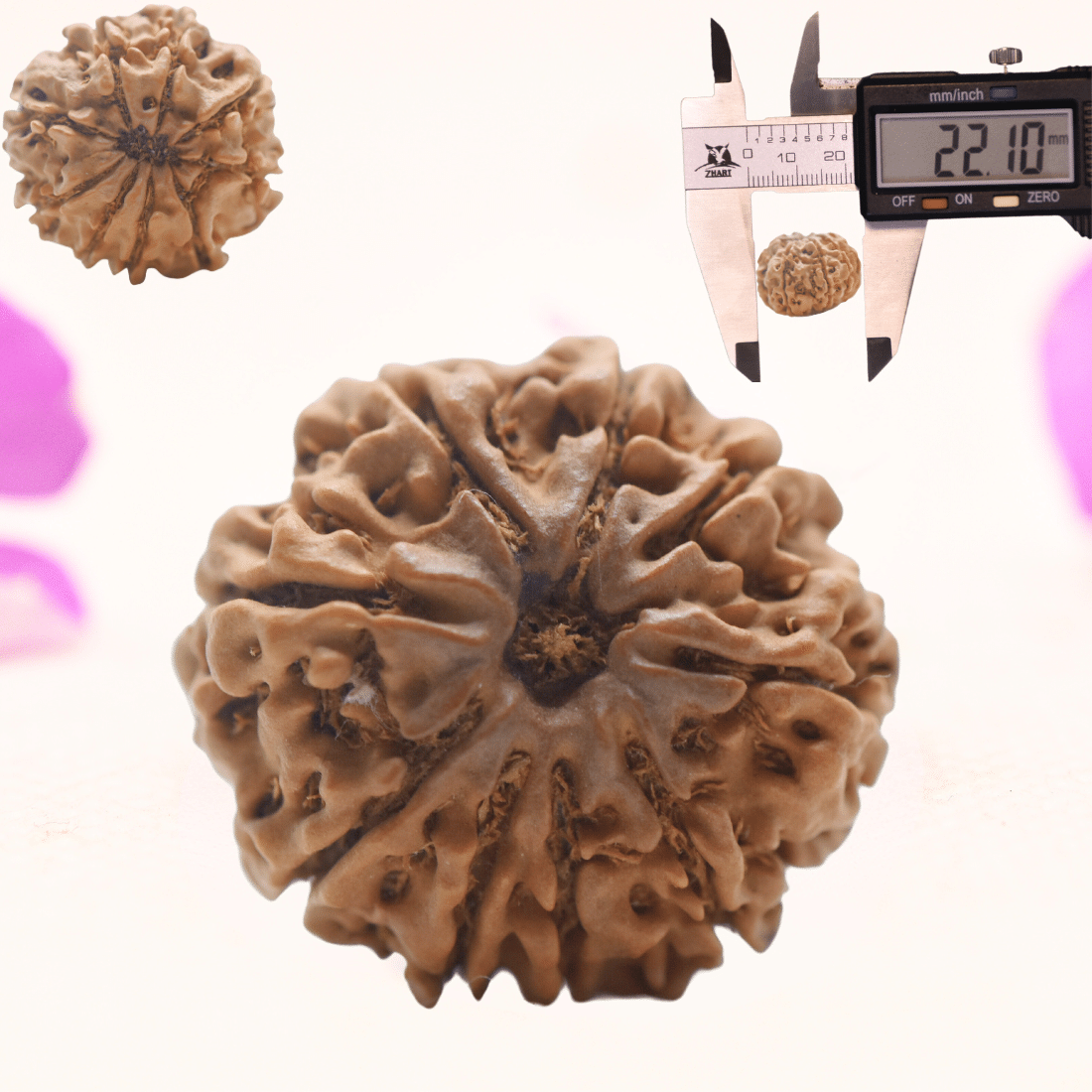 8 Mukhi Nepali Rudraksha - Regular