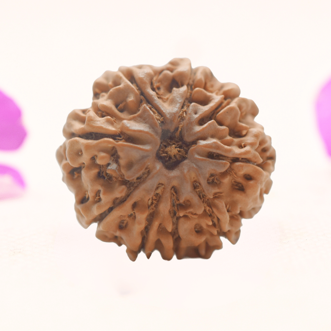 8 Mukhi Nepali Rudraksha - Regular