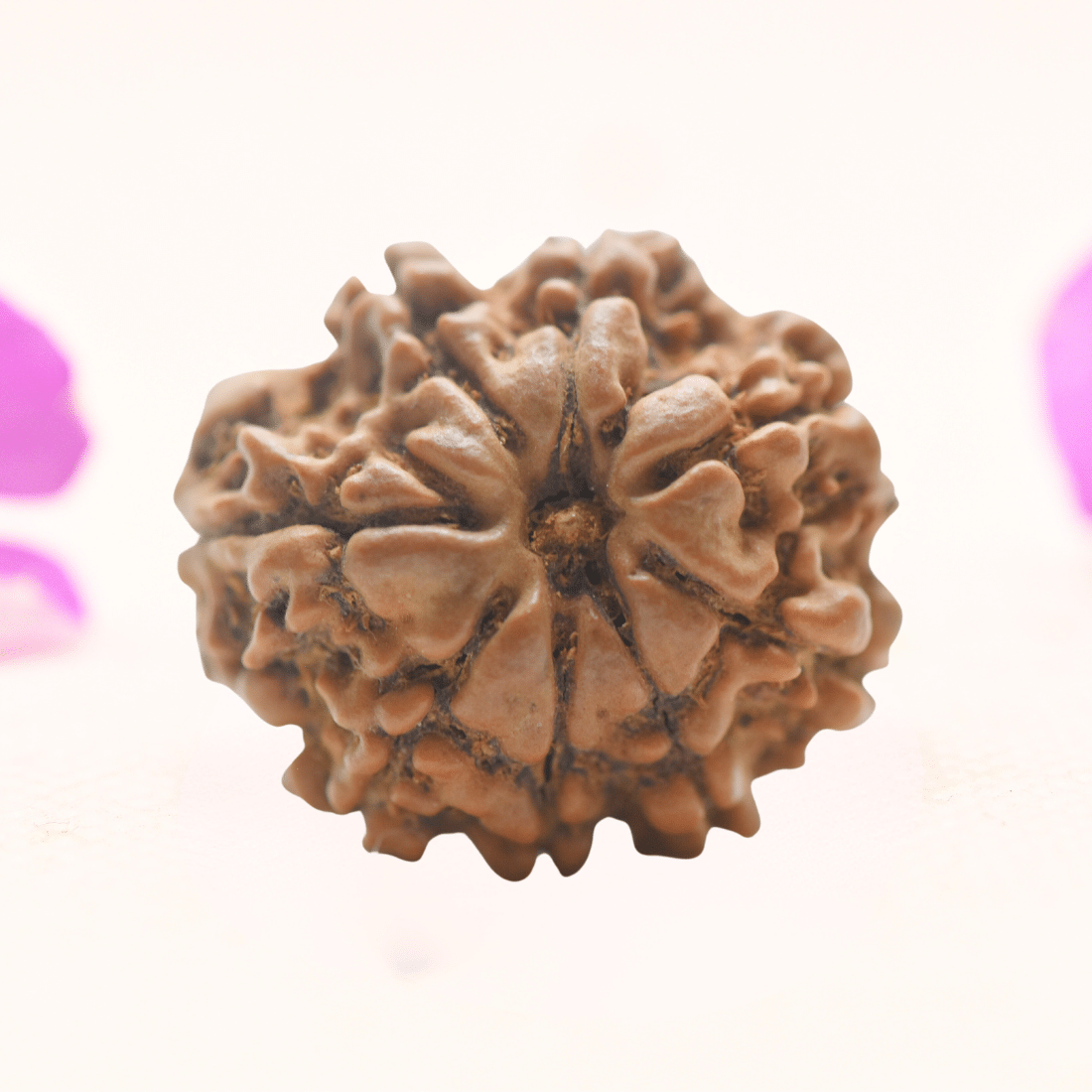 8 Mukhi Nepali Rudraksha - Regular