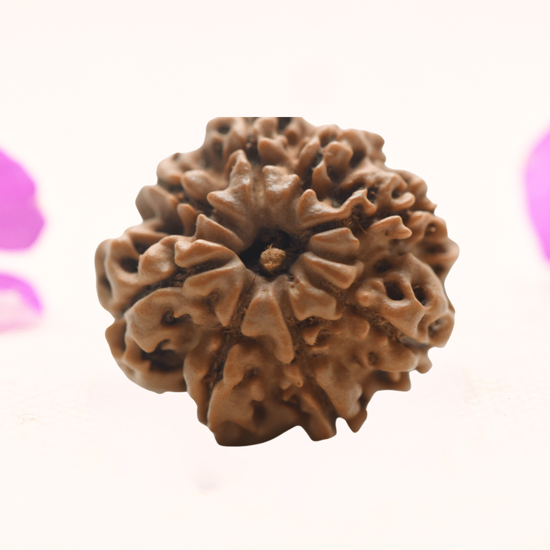 8 Mukhi Nepali Rudraksha - Regular