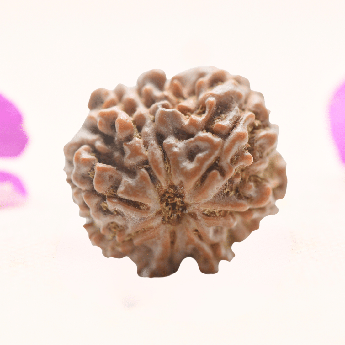 8 Mukhi Nepali Rudraksha - Regular