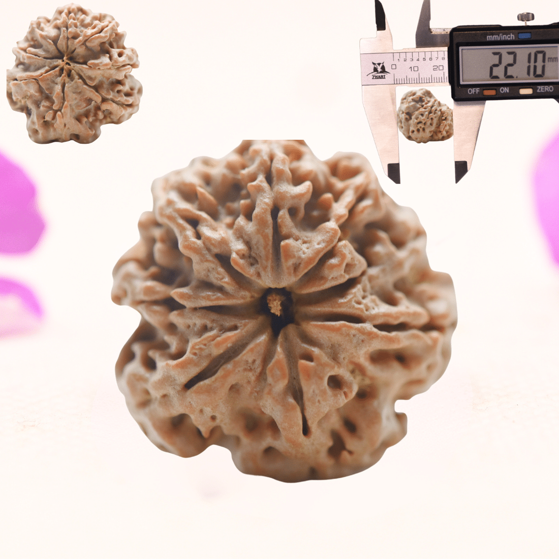 8 Mukhi Nepali Rudraksha - Regular