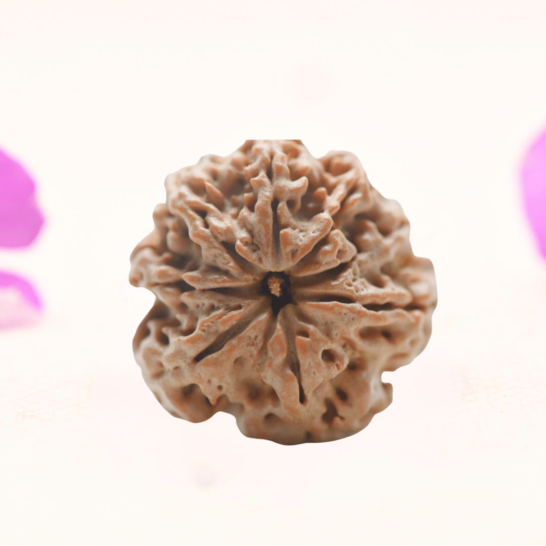 8 Mukhi Nepali Rudraksha - Regular
