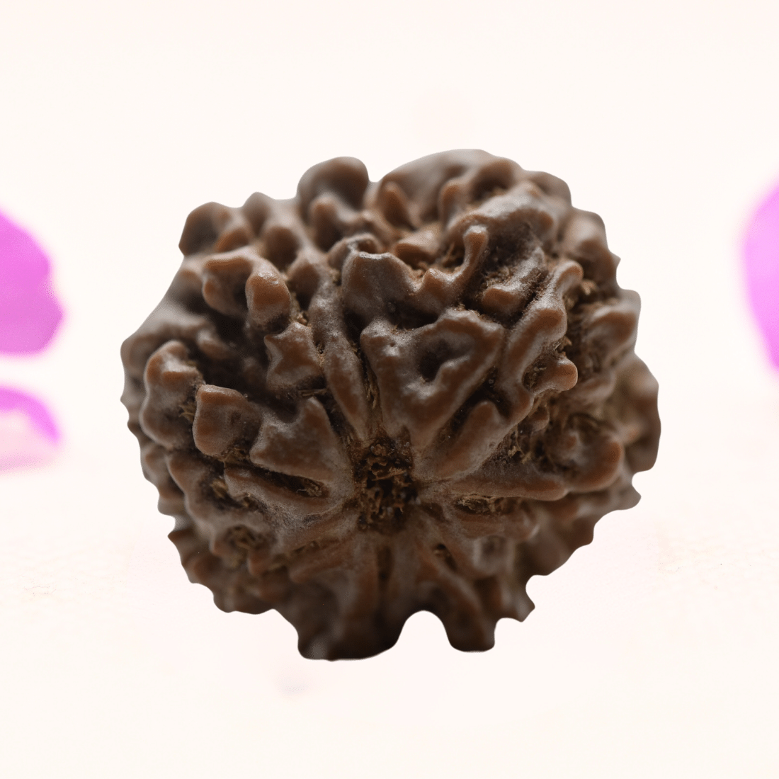 8 Mukhi Nepali Rudraksha - Regular