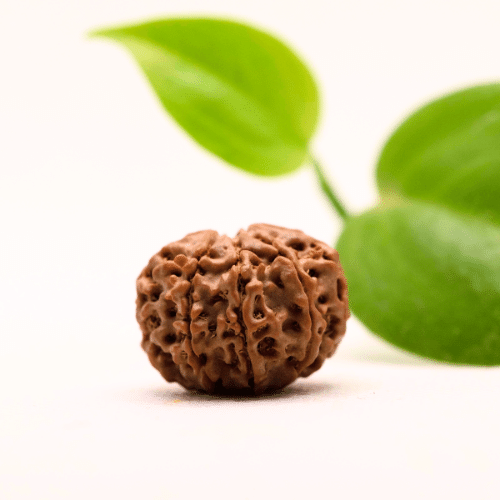 8 Mukhi Nepali Rudraksha - Regular