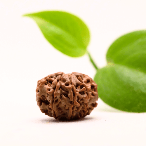 8 Mukhi Nepali Rudraksha - Regular