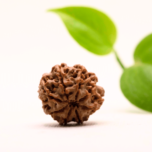 8 Mukhi Nepali Rudraksha - Regular