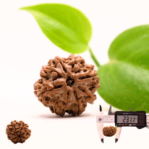 8 Mukhi Nepali Rudraksha - Regular