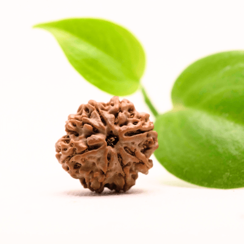 8 Mukhi Nepali Rudraksha - Regular