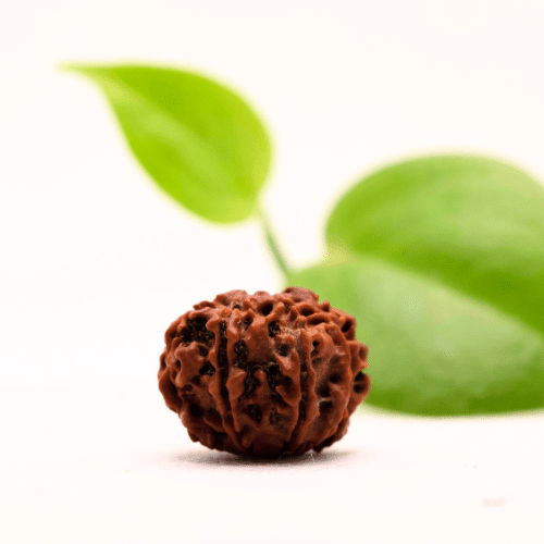 8 Mukhi Nepali Rudraksha - Regular