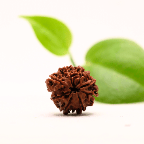 8 Mukhi Nepali Rudraksha - Regular