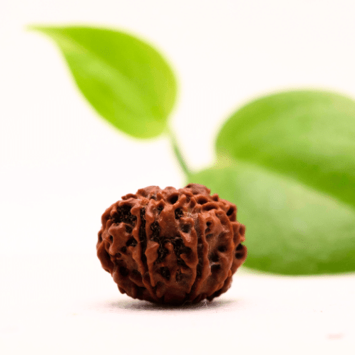 8 Mukhi Nepali Rudraksha - Regular