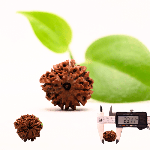 8 Mukhi Nepali Rudraksha - Regular