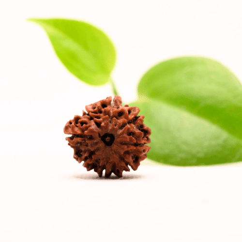 8 Mukhi Nepali Rudraksha - Regular