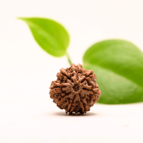 8 Mukhi Nepali Rudraksha - Regular