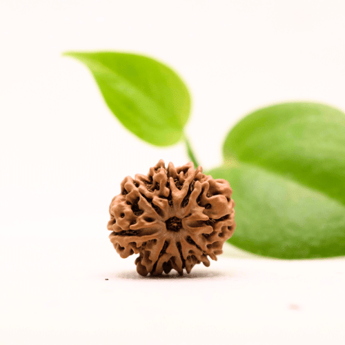 8 Mukhi Nepali Rudraksha - Regular