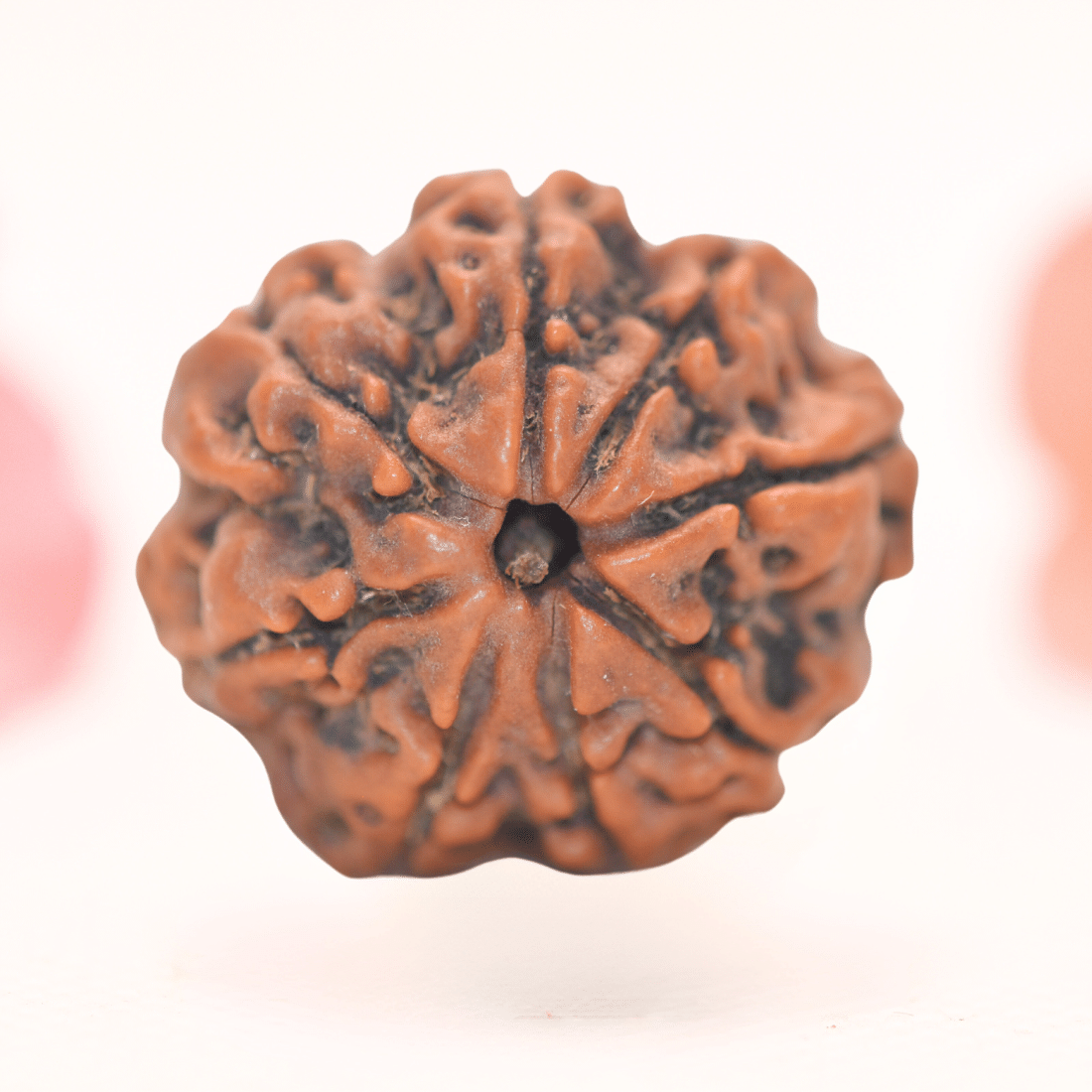 8 Mukhi Nepali Rudraksha - Regular
