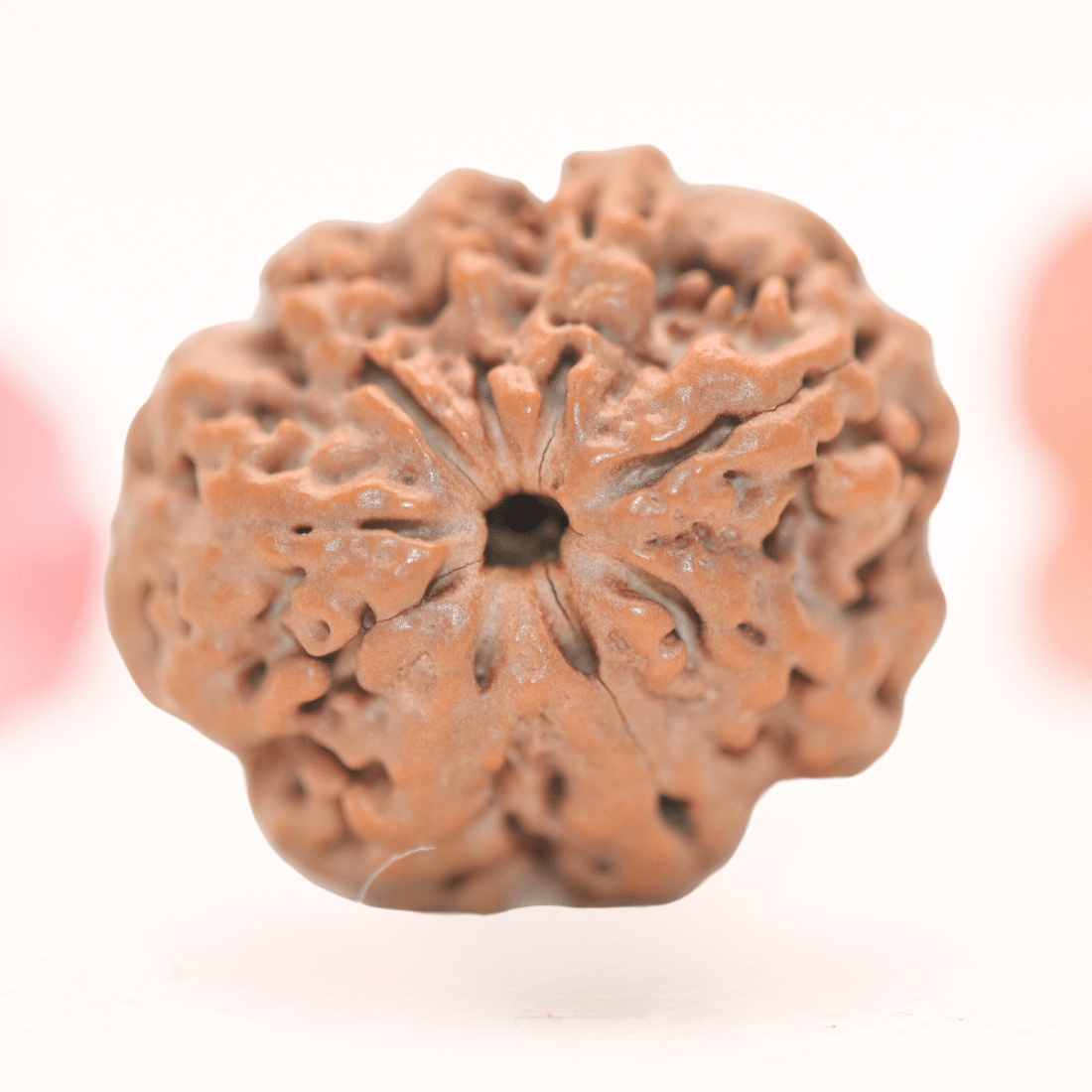8 Mukhi Nepali Rudraksha - Regular