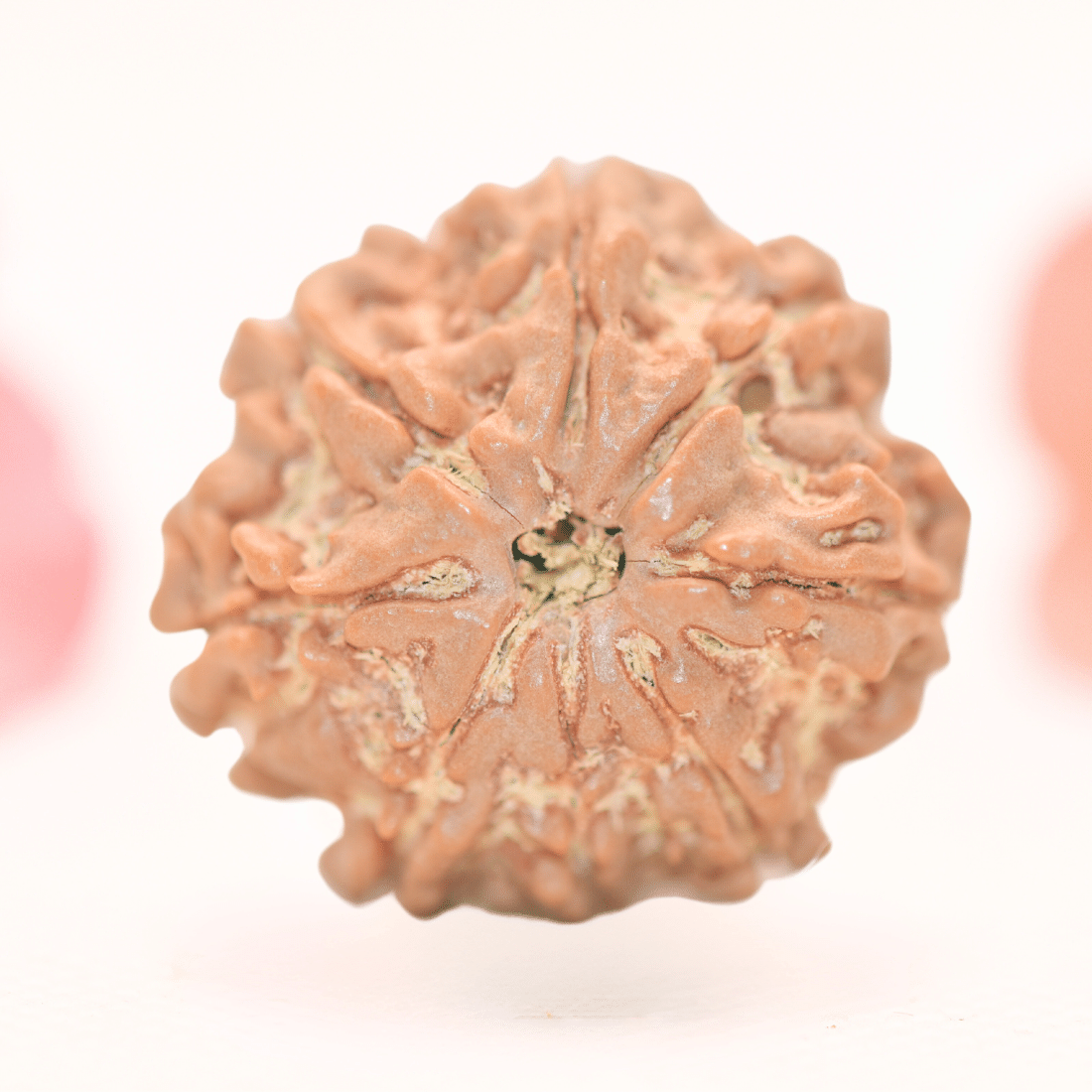 8 Mukhi Nepali Rudraksha - Regular