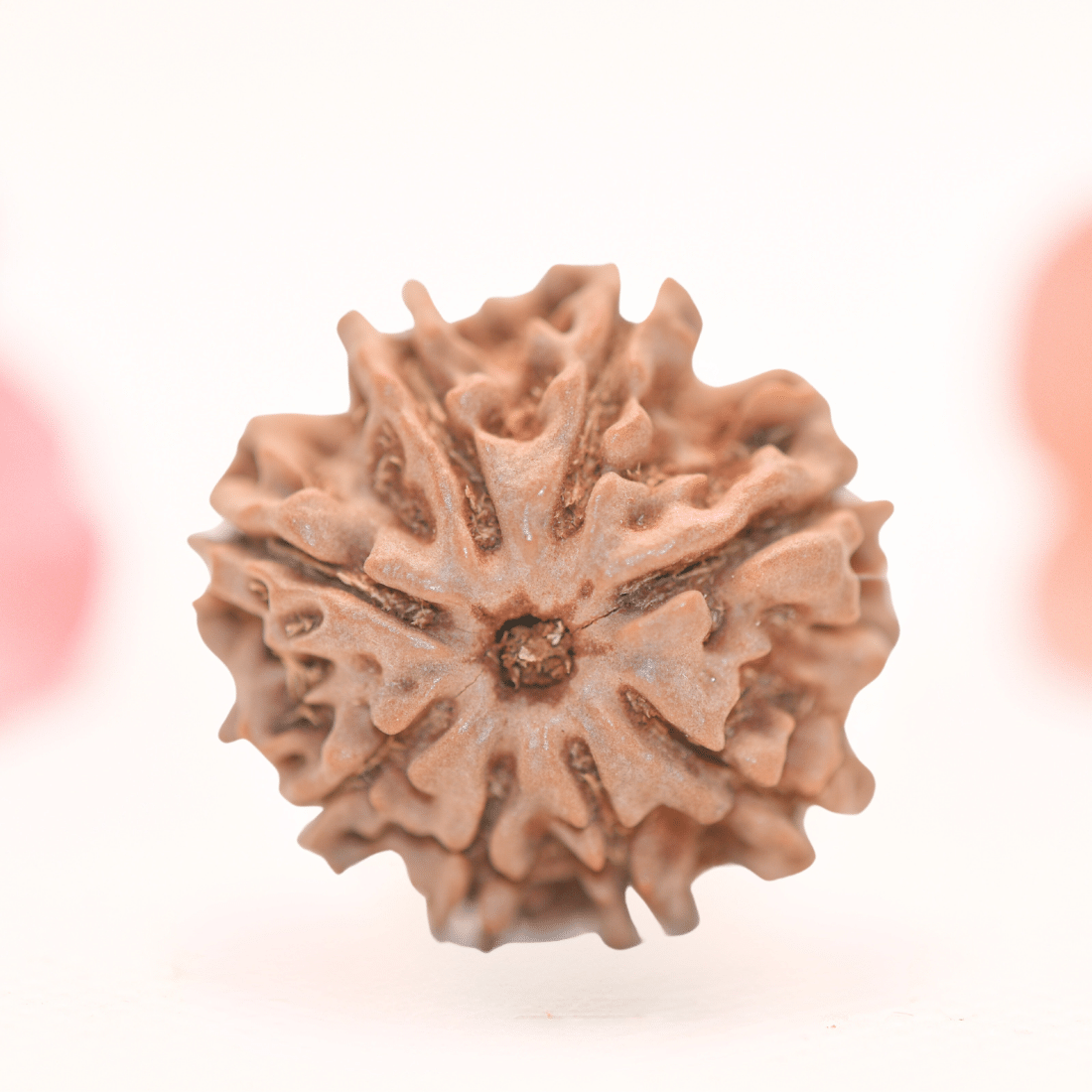 8 Mukhi Nepali Rudraksha - Regular