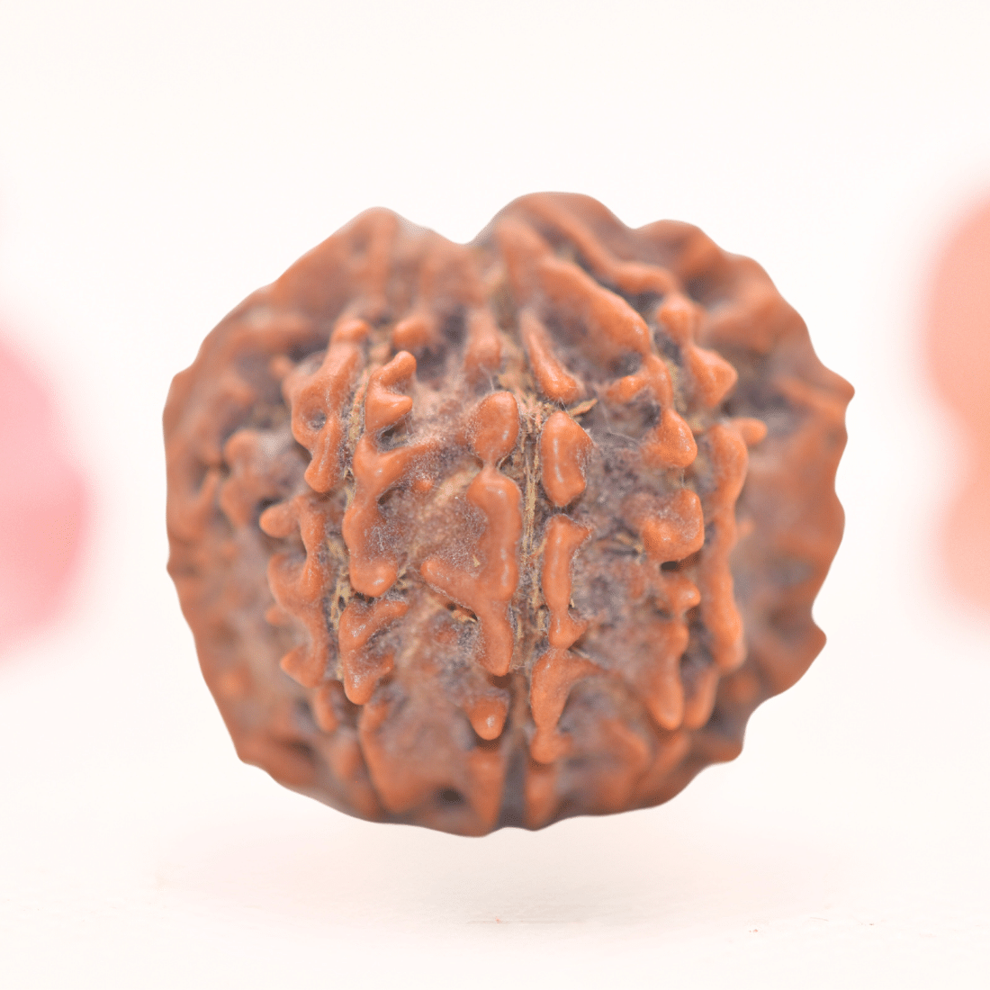8 Mukhi Nepali Rudraksha - Regular