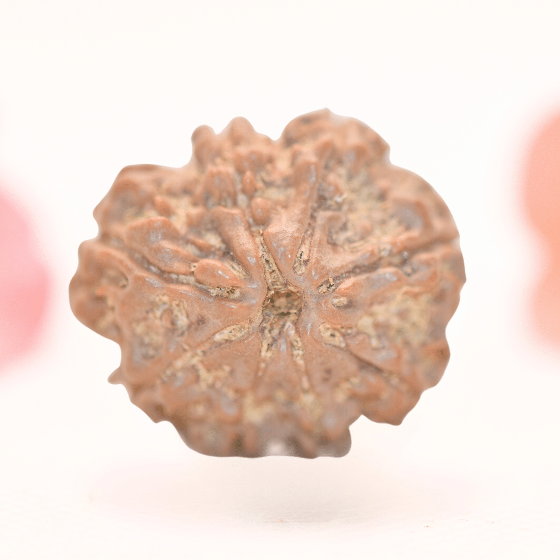 8 Mukhi Nepali Rudraksha - Regular