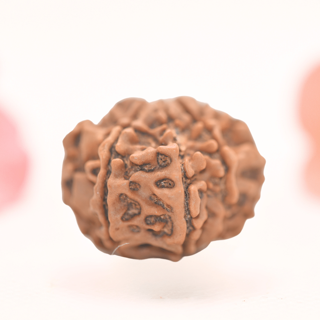 8 Mukhi Nepali Rudraksha - Regular