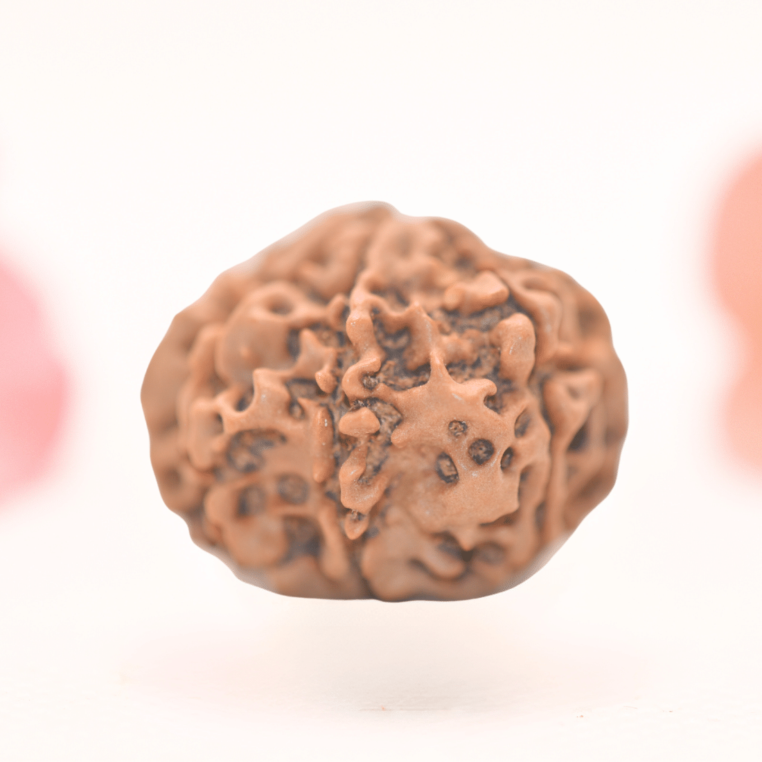 8 Mukhi Nepali Rudraksha - Regular