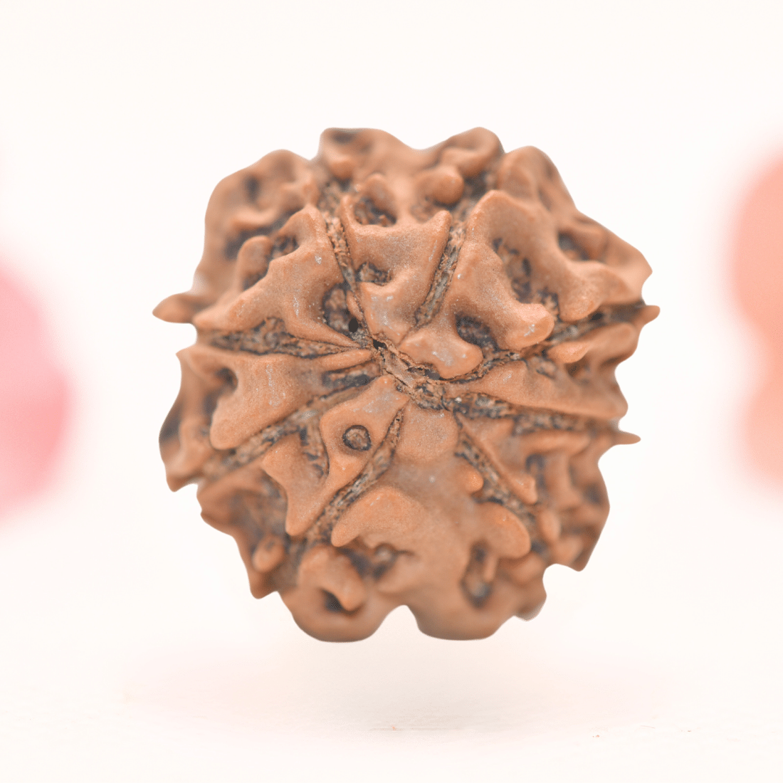 8 Mukhi Nepali Rudraksha - Regular