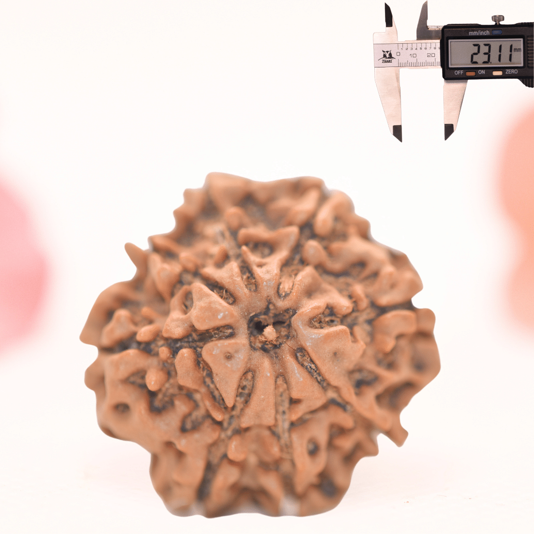 8 Mukhi Nepali Rudraksha - Regular