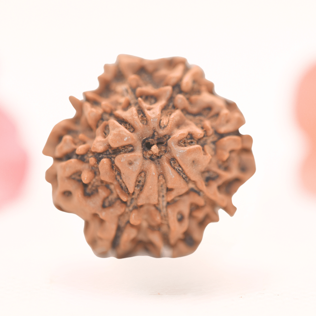 8 Mukhi Nepali Rudraksha - Regular