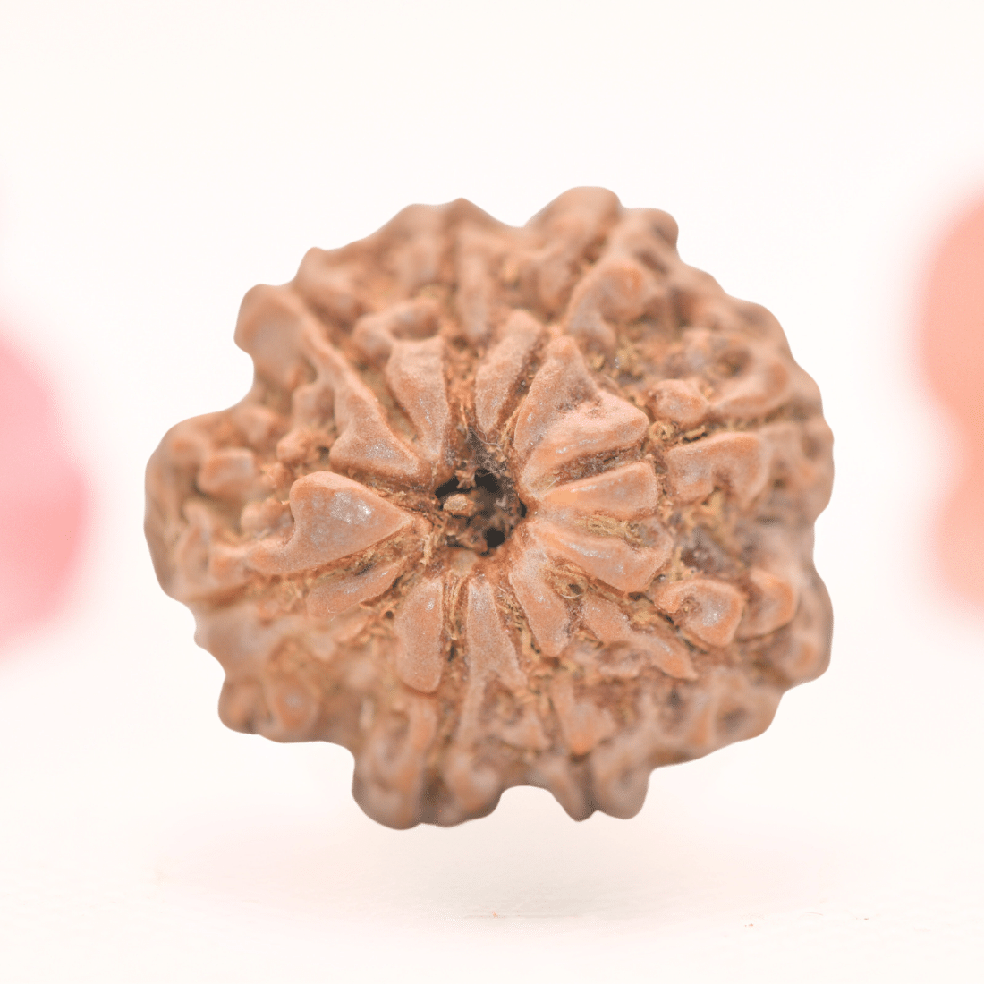 8 Mukhi Nepali Rudraksha - Regular