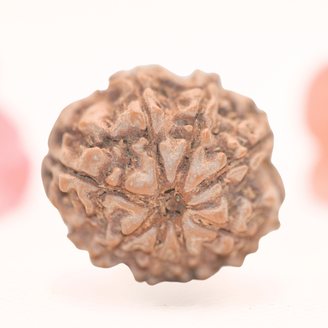 8 Mukhi Nepali Rudraksha - Regular
