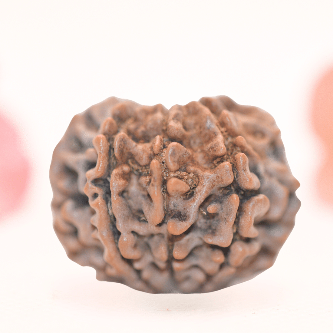 8 Mukhi Nepali Rudraksha - Regular