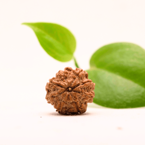 8 Mukhi Nepali Rudraksha - Regular