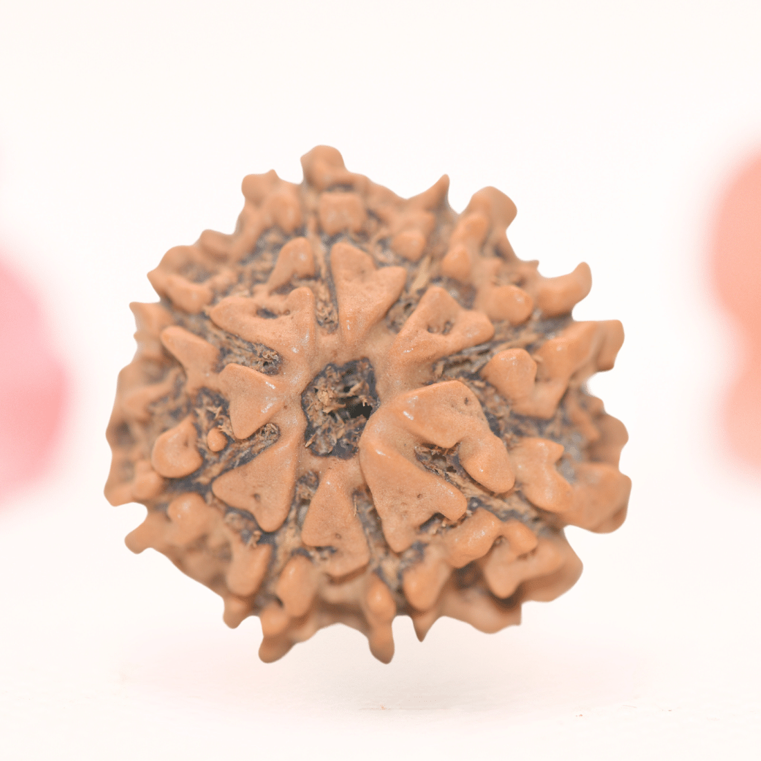 8 Mukhi Nepali Rudraksha - Regular