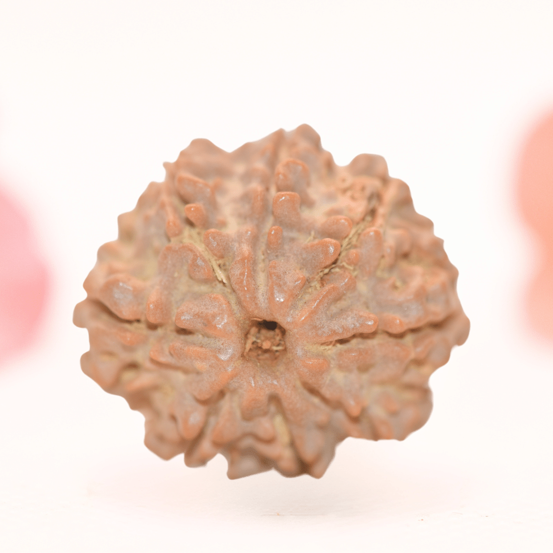 8 Mukhi Nepali Rudraksha - Regular