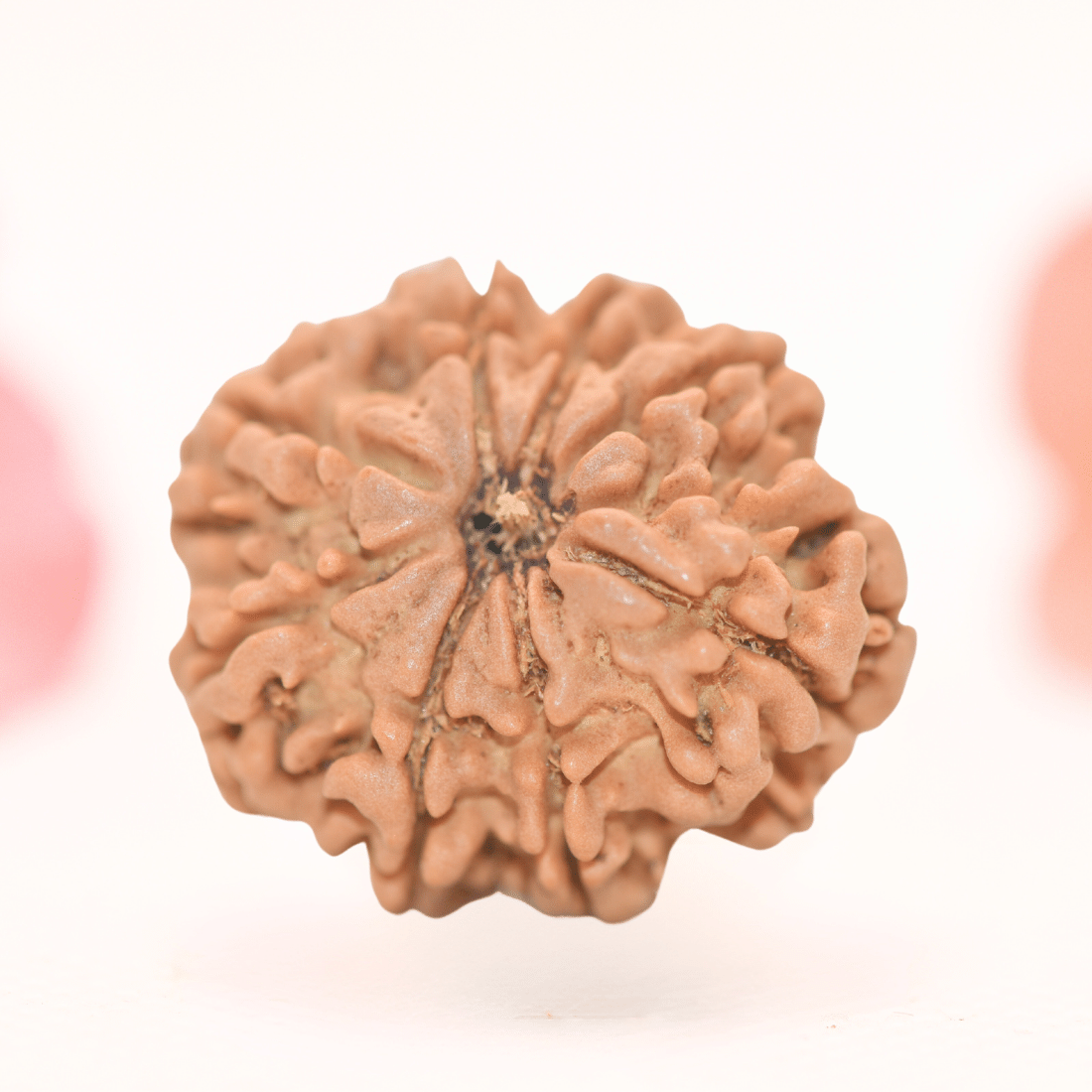 8 Mukhi Nepali Rudraksha - Regular