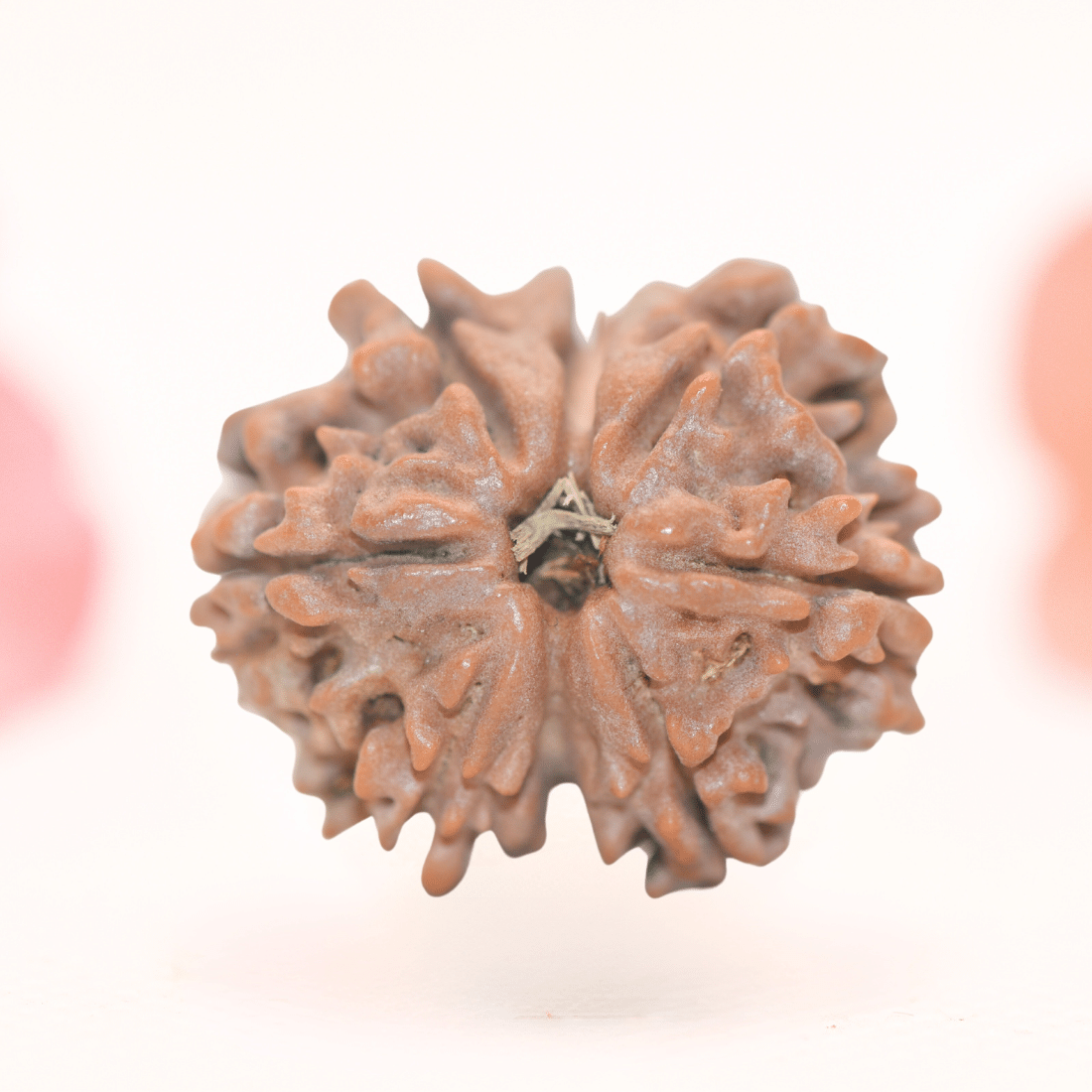8 Mukhi Nepali Rudraksha - Regular
