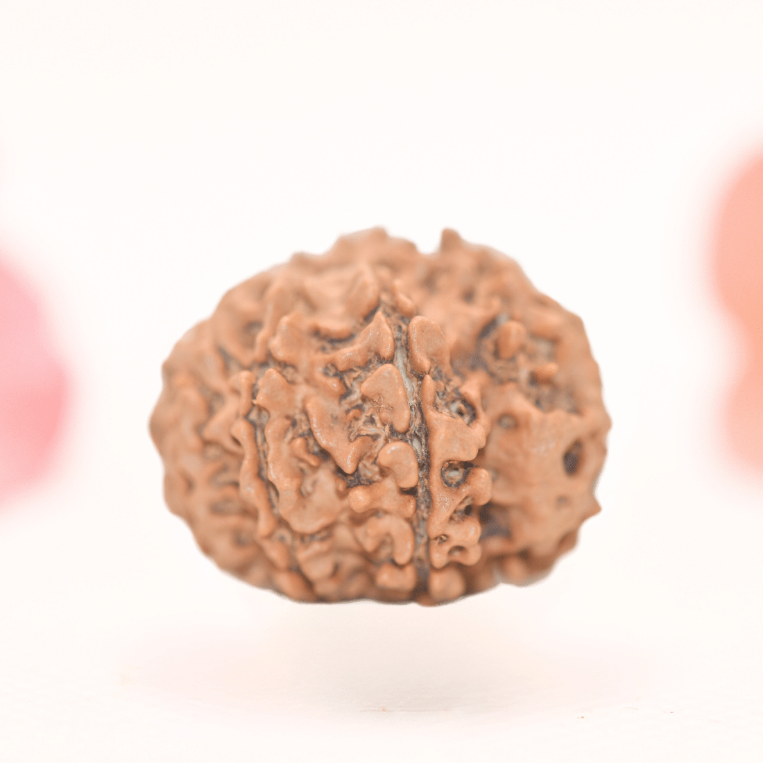 8 Mukhi Nepali Rudraksha - Regular