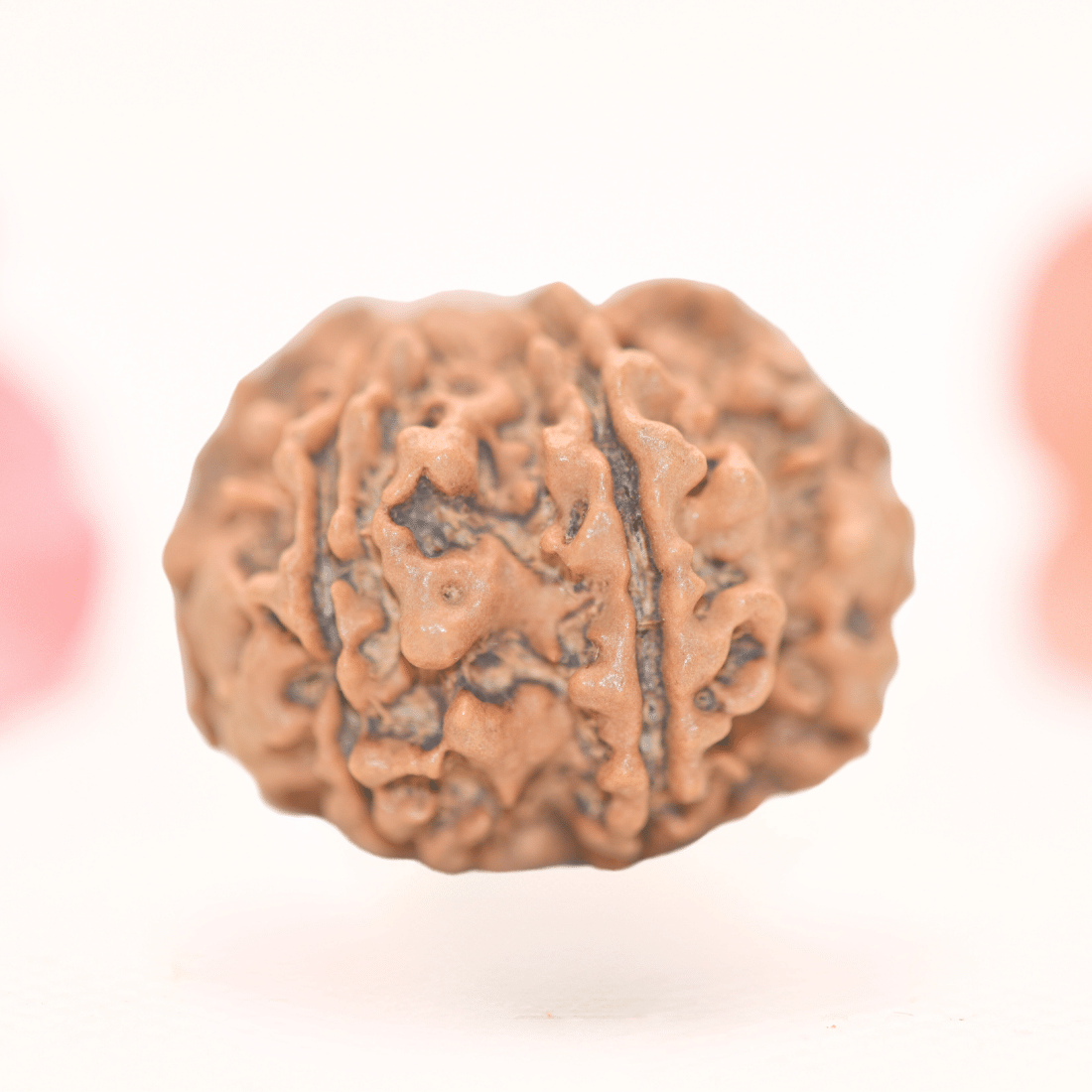 8 Mukhi Nepali Rudraksha - Regular