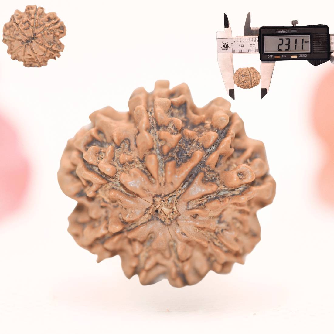 8 Mukhi Nepali Rudraksha - Regular