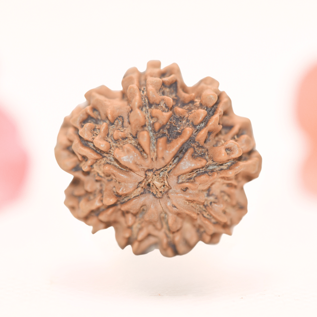 8 Mukhi Nepali Rudraksha - Regular