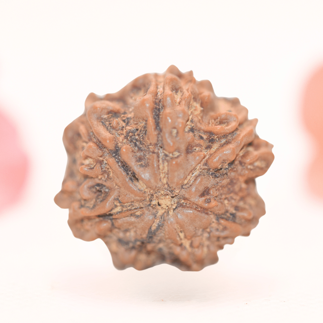 8 Mukhi Nepali Rudraksha - Regular